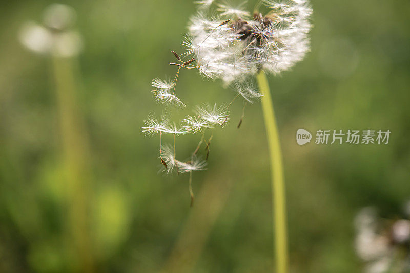 蒲公英(Taraxacum officinale)种子放飞